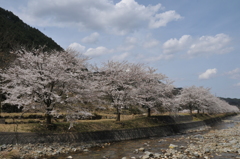 但馬國　出石藩　奥山川左岸