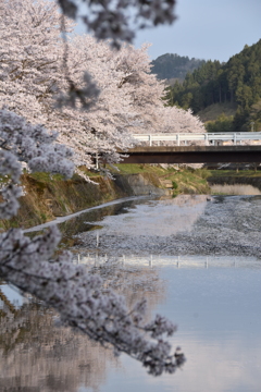 但馬國　小佐の郷　小佐川　桜散る①