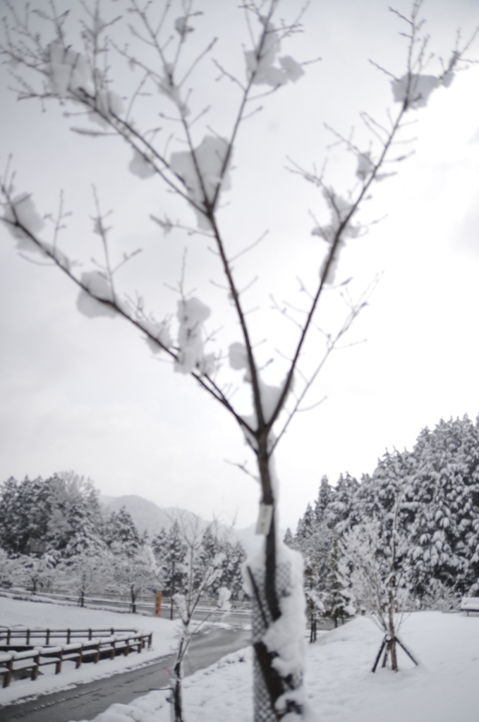 桜のつぼみ　かたい頃