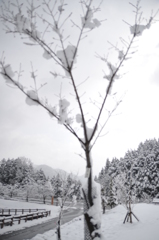 桜のつぼみ　かたい頃