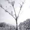 桜のつぼみ　かたい頃