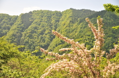 但馬國　妙見山　