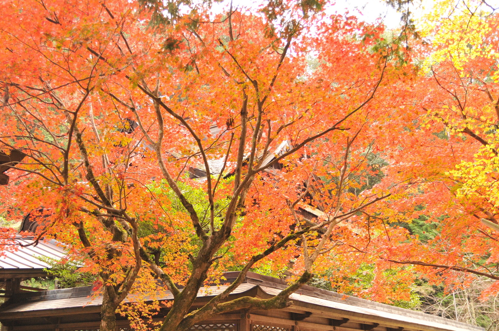 但馬國　養父神社