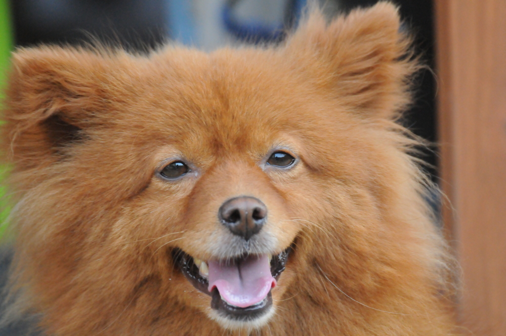 我が家の愛犬　まるちゃん③