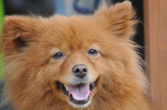 我が家の愛犬　まるちゃん③