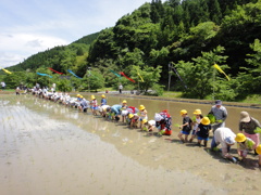 但馬國　小佐の郷　赤米田植え③