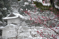 但馬國　春の雪　梅と出石城　