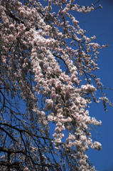 但馬國　八鹿　しだれ桜④