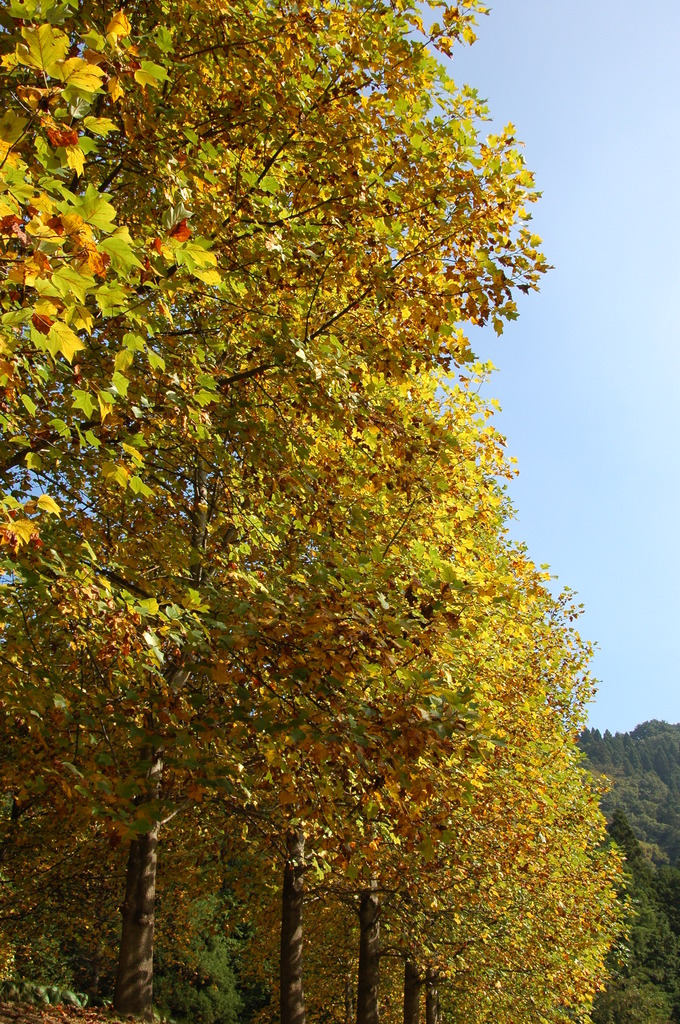 但馬國　湯の原オートキャンプ場