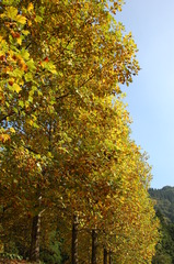 但馬國　湯の原オートキャンプ場