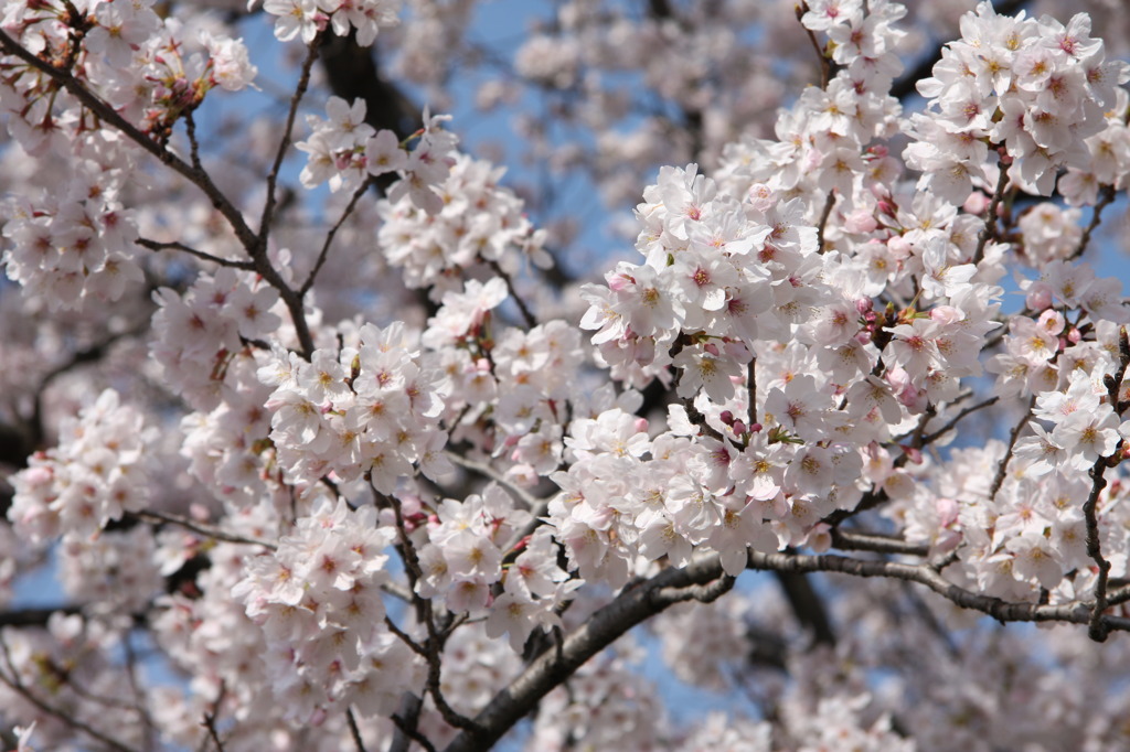 桜