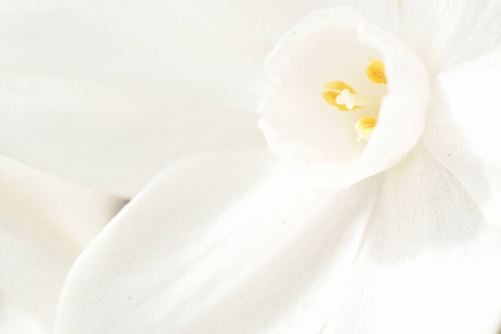 white world
