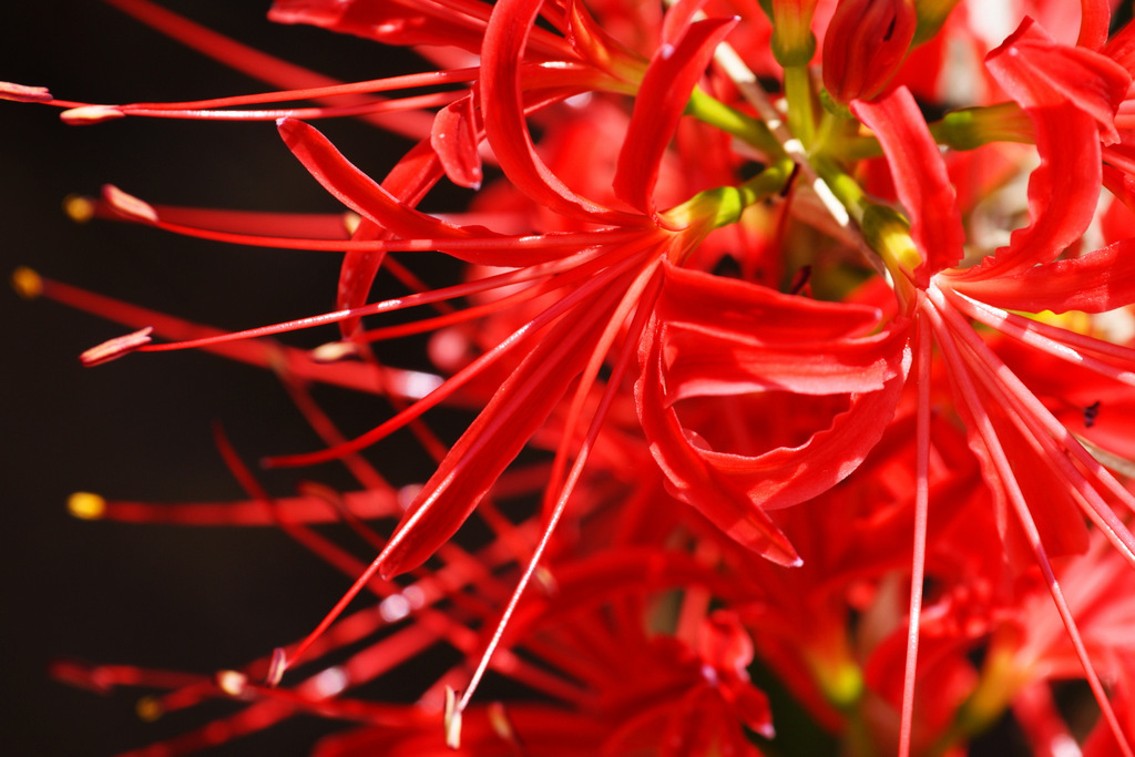 紅