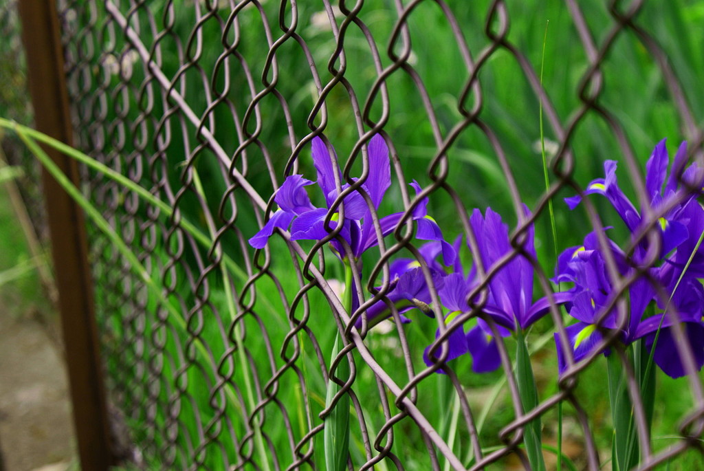 fence