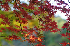 市大植物園