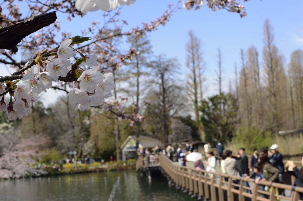 桜＠井の頭恩賜公園