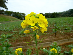 菜の花