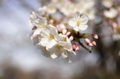 桜＠中川公園