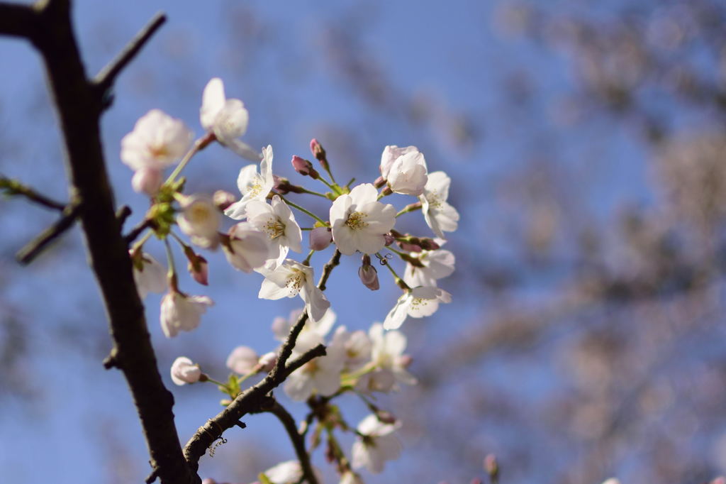 桜＠井の頭恩賜公園