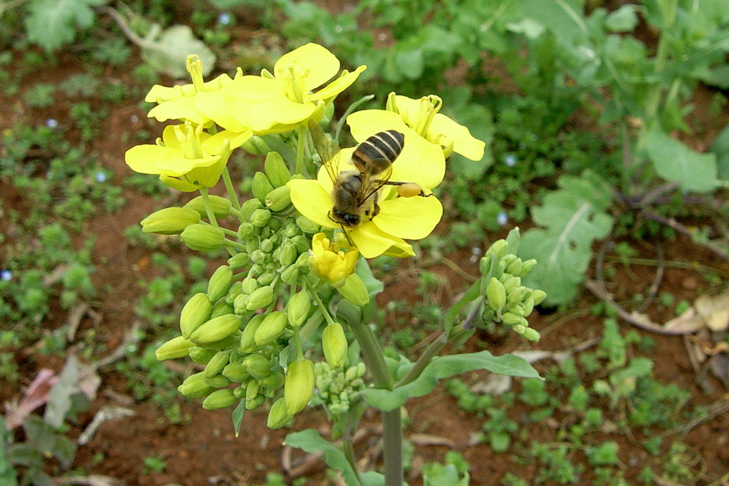 菜の花と蜜蜂