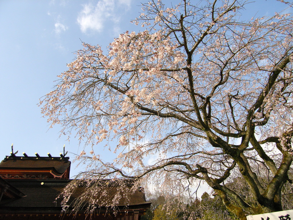 浅間大社の桜