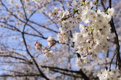 桜＠井の頭恩賜公園