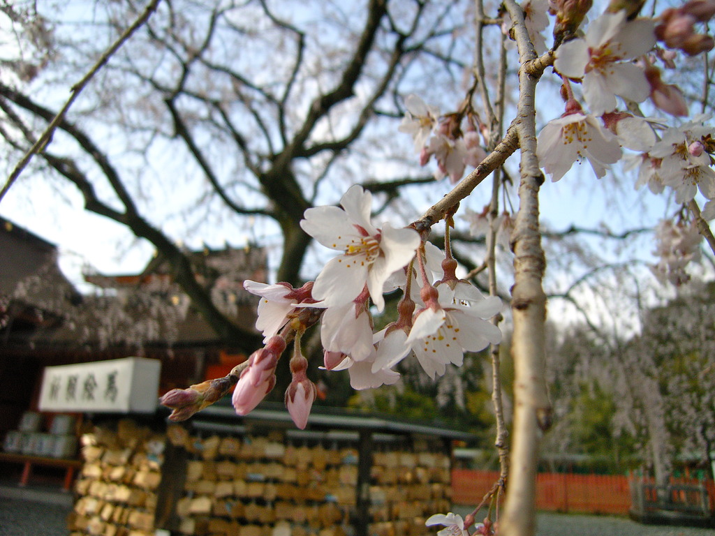 桜アップ