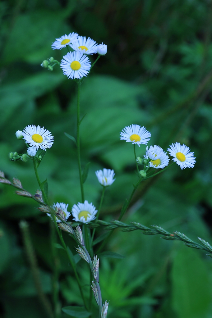 Natural arrangement