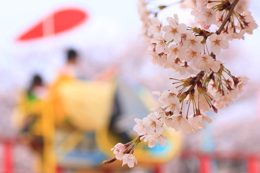 sakura park