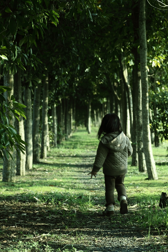 wander the forest