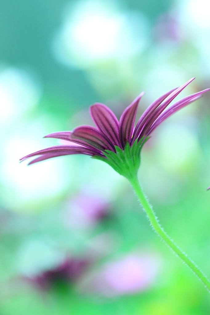 receive it in purple