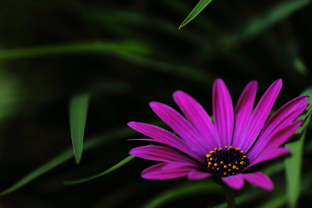 purple parking
