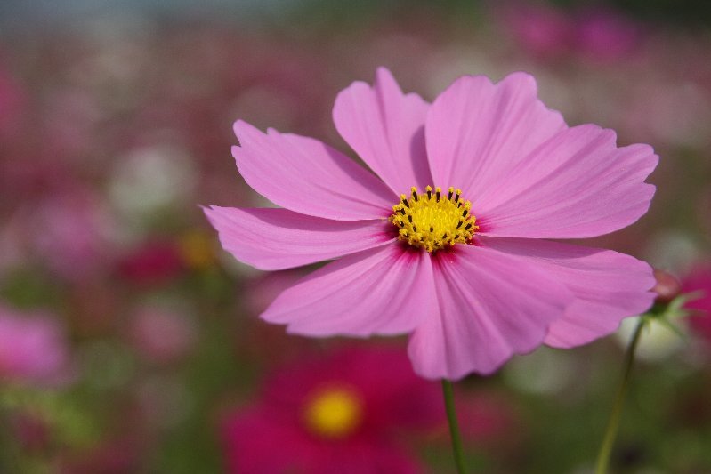 秋桜の誘う秋