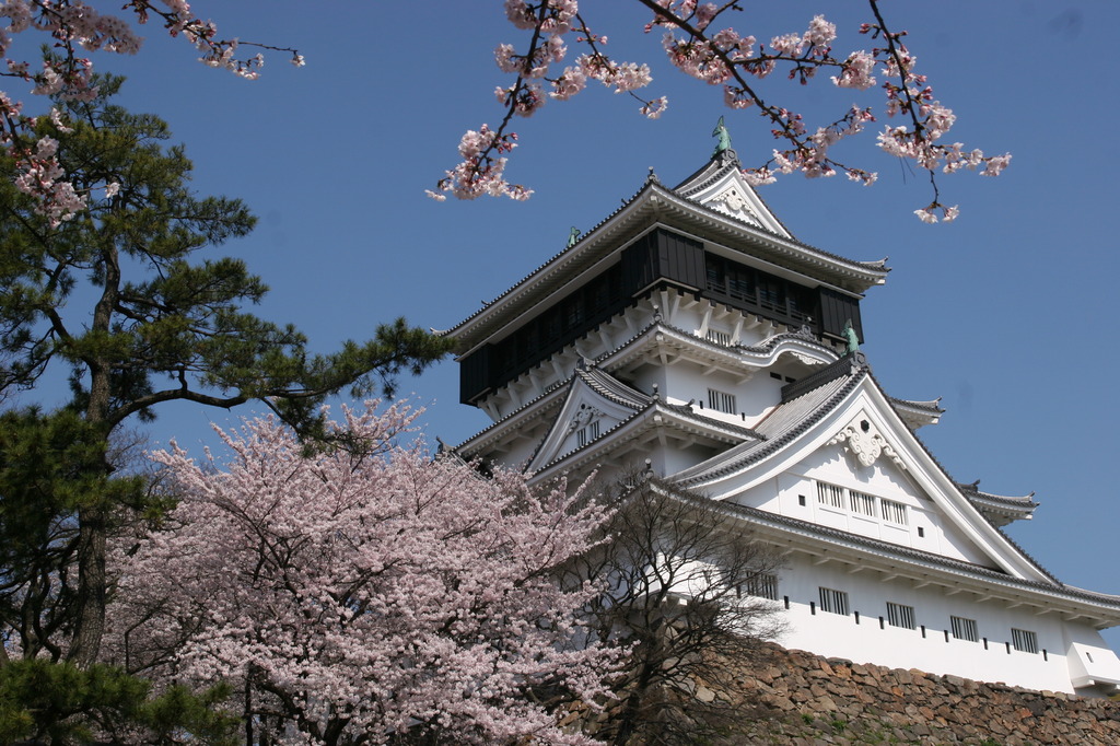 桜の小倉城