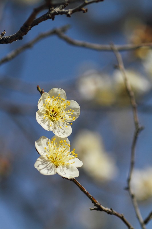 堺市　荒山公園梅園４