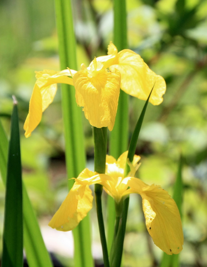 光る黄菖蒲･･
