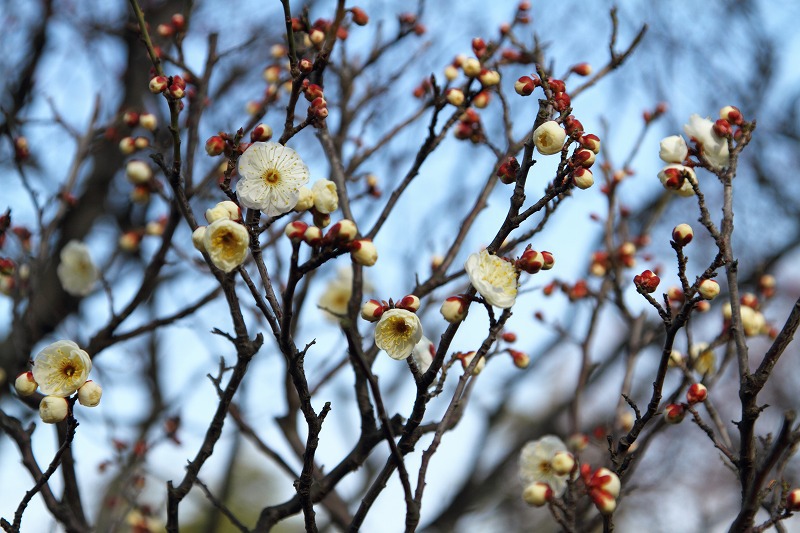 堺市　荒山公園梅園１