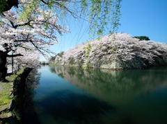 彦根城の堀桜･･