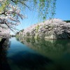 彦根城の堀桜･･