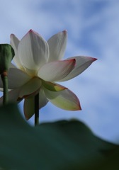 涼しげに～～