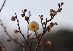 堺市　荒山公園梅園７