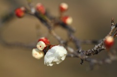 堺市　荒山公園梅園５