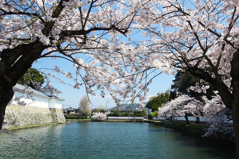 彦根城の内濠～～