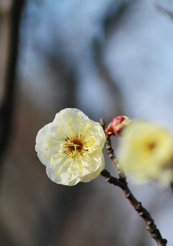 堺市　荒山公園梅園３