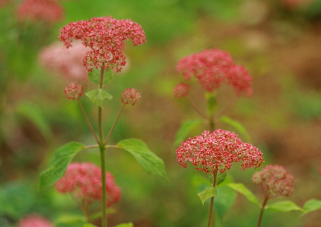 小紫陽花