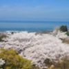 彦根城天守閣から琵琶湖を望む･･