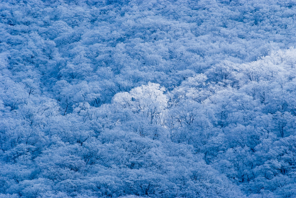 樹氷林