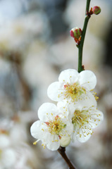 DSC_0282をトリミング