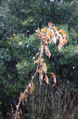 房総にも雪が
