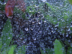 雨の日のくもの巣